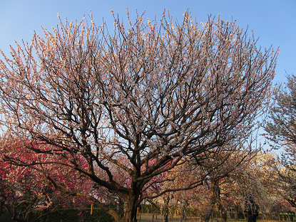 高木 剪定 伐採 桜 剪定 伐採